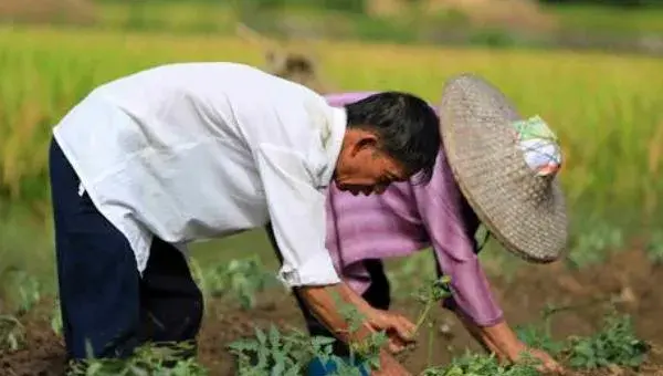 板蓝根种植技术要点，加强田间管理是关键