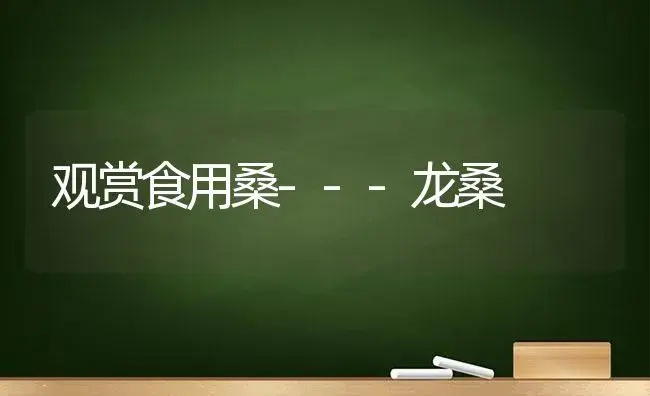 观赏食用桑---龙桑 | 植物知识