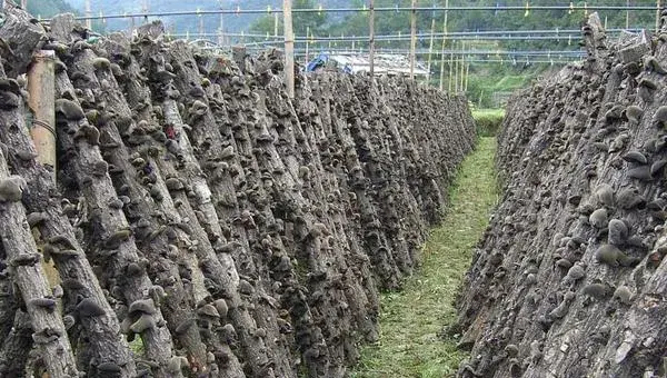 黑木耳怎么种 黑木耳科学种植技术