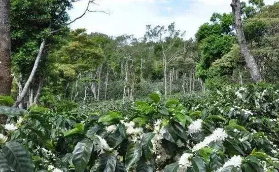 咖啡豆种植技术，适时播种，定期喷洒药物