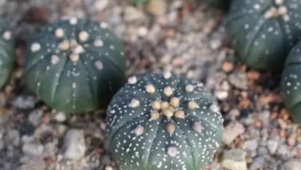 星球多肉变黄的原因及处理方法 星球可以闷养吗