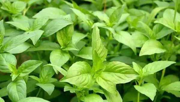 荆芥怎么种 荆芥种植时间和方法