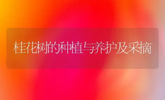 桂花树的种植与养护及采摘 | 植物科普
