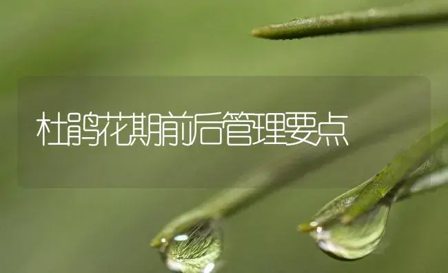 杜鹃花期前后管理要点 | 植物知识