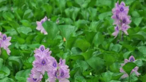 2018种水葫芦赚钱吗？水葫芦种植的利润与投资成本及前景预测