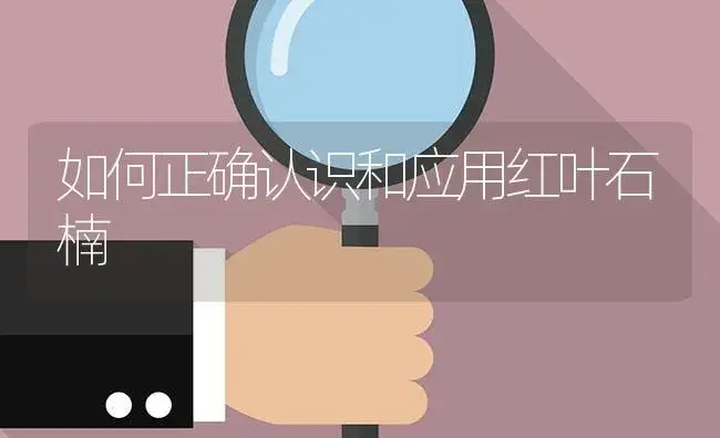 如何正确认识和应用红叶石楠 | 植物知识