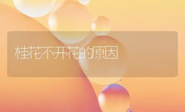 桂花不开花的原因 | 植物知识