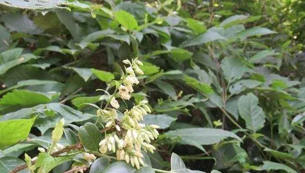 乌饭树移植的最佳时间 乌饭树几月下山桩好活