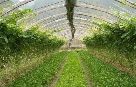 谷雨节气前后有哪些主要农事活动？