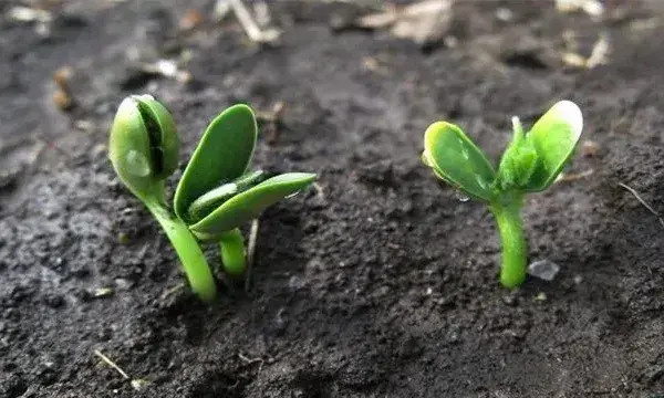 大豆苗期管理技巧