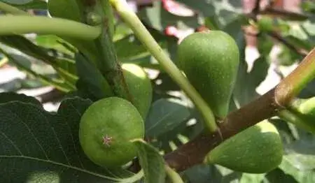 种无花果修剪技术