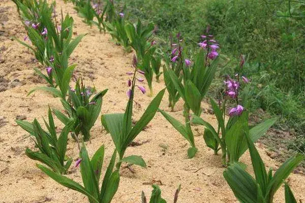 预测2019年草药种植什么最赚钱