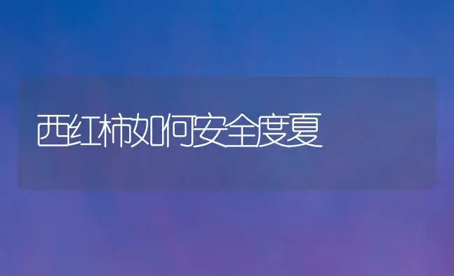 西红柿如何安全度夏 | 植物百科