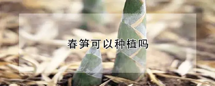 春笋可以种植吗