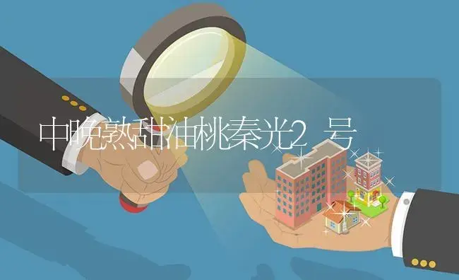 中晚熟甜油桃秦光2号 | 植物百科