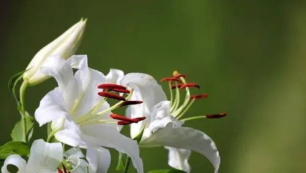 2018种百合花赚钱吗？百合花种植的利润与投资成本及前景预测