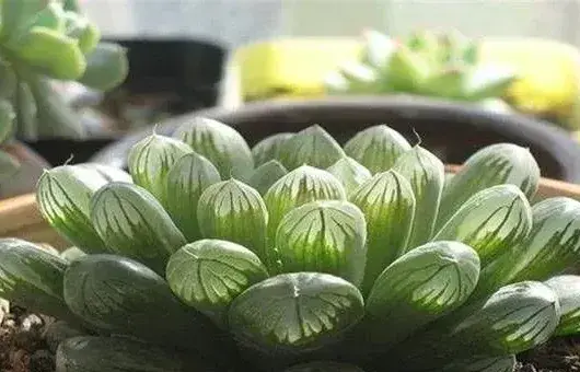 玉露干瘪怎么办？什么原因导致的
