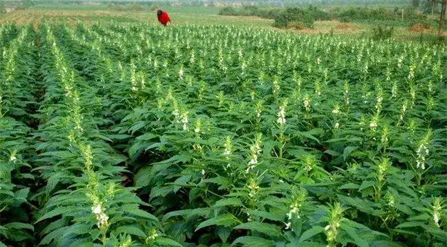 芝麻高产田间管理