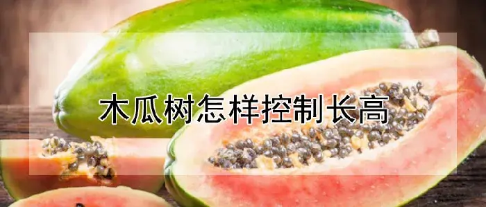 木瓜树怎样控制长高