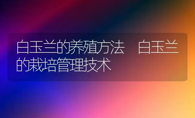 白玉兰的养殖方法 白玉兰的栽培管理技术 | 植物科普