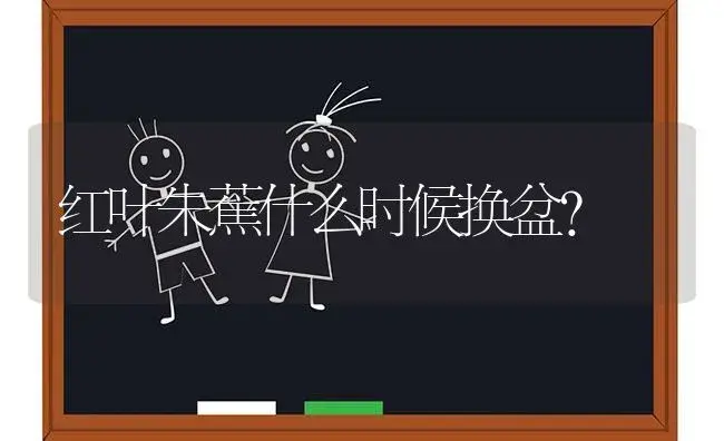 红叶朱蕉什么时候换盆？ | 植物问答
