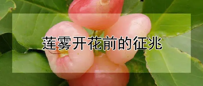 莲雾开花前的征兆