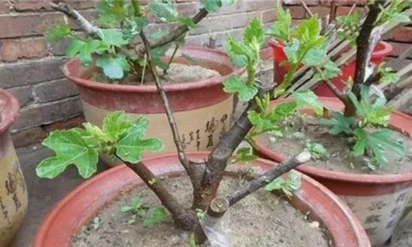 无花果无土栽培技术