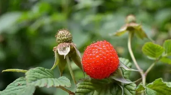 覆盘子怎么种 覆盘子种植方法与注意事项