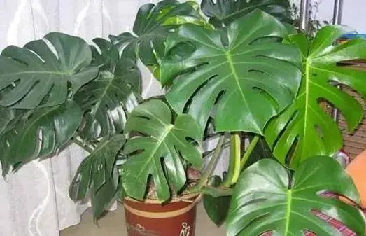 龟背的养殖方法和注意事项？
