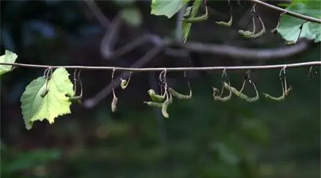 芝麻结蒴期的管理技巧要点