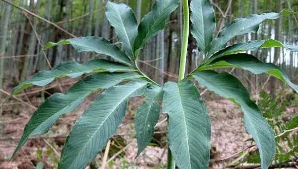 天南星种子选种育苗技巧