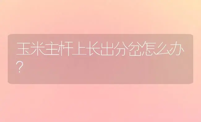玉米主杆上长出分岔怎么办？ | 植物科普