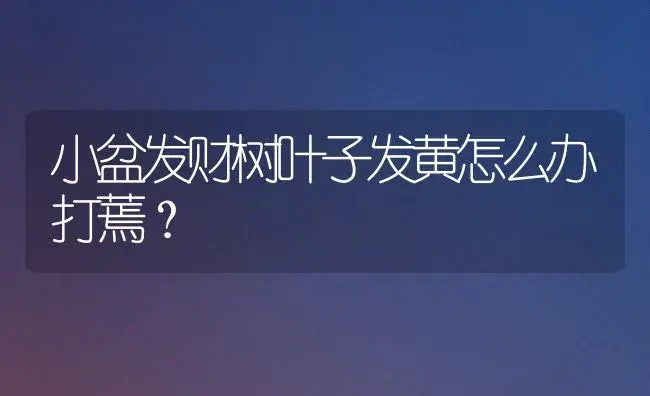 小盆发财树叶子发黄怎么办打蔫？ | 植物问答