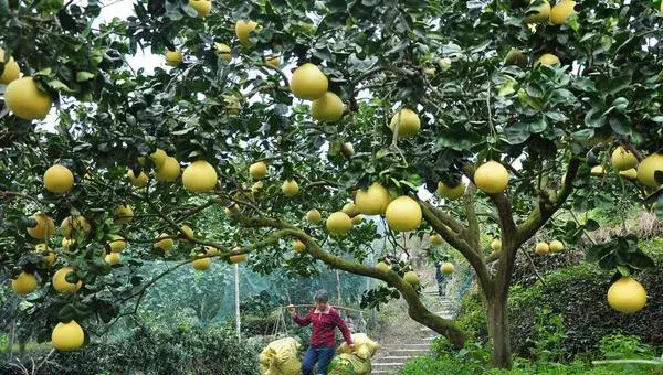 柚子种植技术