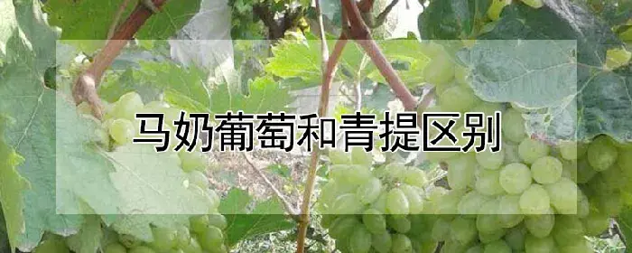 马奶葡萄和青提区别