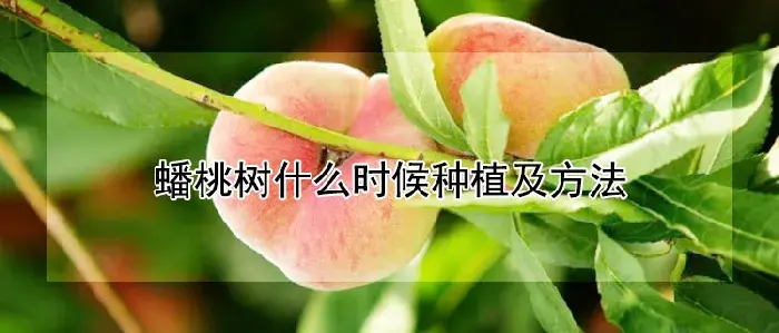 蟠桃树什么时候种植及方法