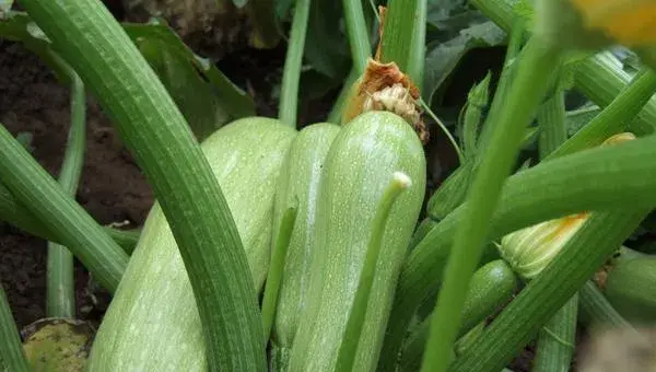 2018种西葫芦赚钱吗？西葫芦种植的利润与投资成本及前景预测