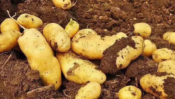 土豆高产种植技术学习这4点