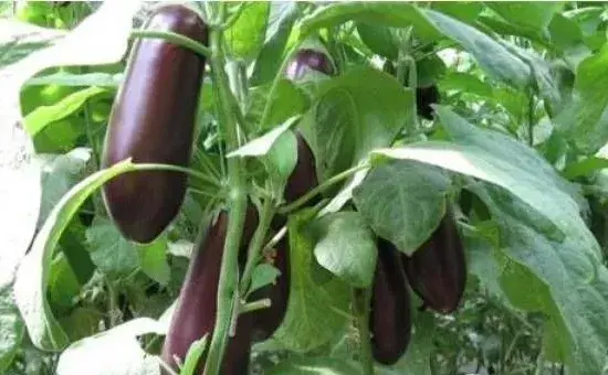 种植茄子萎嫣的原因与防治方法介绍