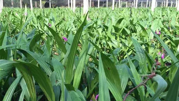 怎样种植白芨？做好田间管理，保持土壤湿润