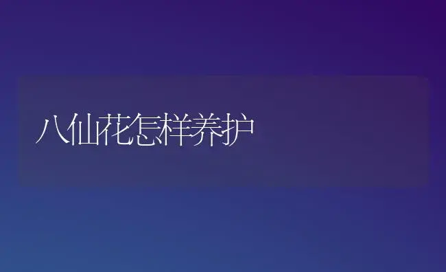 八仙花怎样养护 | 植物知识