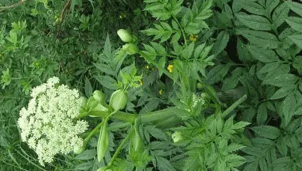 柴胡种子的种植方法