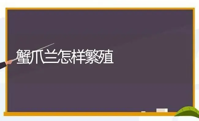蟹爪兰怎样繁殖 | 植物科普