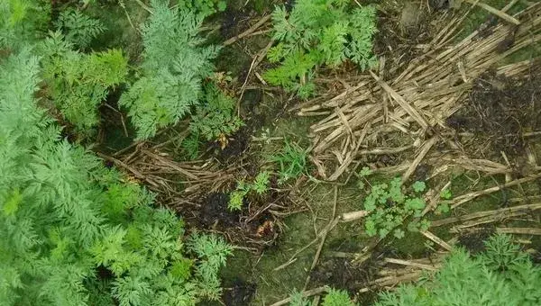 2018种川芎赚钱吗？川芎种植的利润与投资成本及前景预测