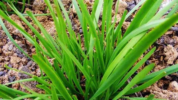 韭菜夏秋季种植注意事项