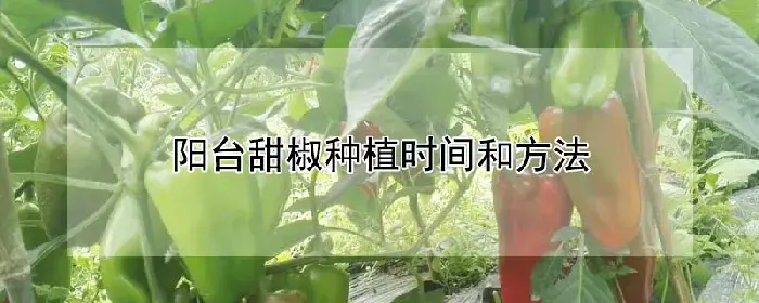 阳台甜椒种植时间和方法