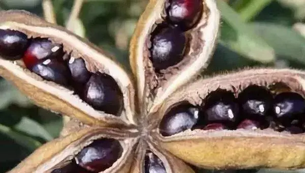 油用牡丹育苗和栽培技术，8至10月育苗播种