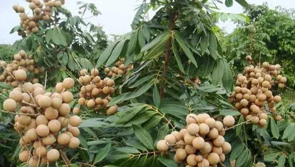 龙眼种植条件