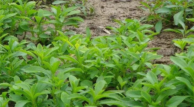 甜叶菊的育苗技术