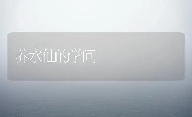 养水仙的学问 | 植物知识